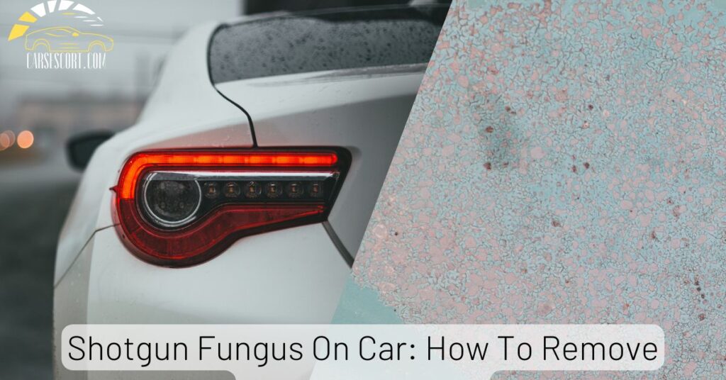 Shotgun Fungus On Car