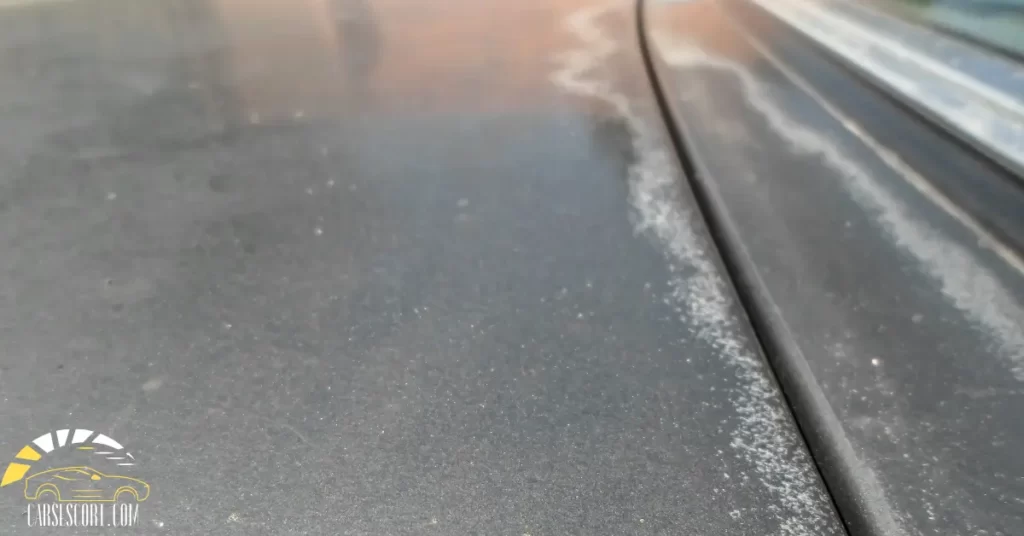 fungus on car